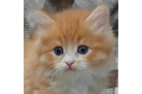 成約済の埼玉県のサイベリアン-13635の4枚目